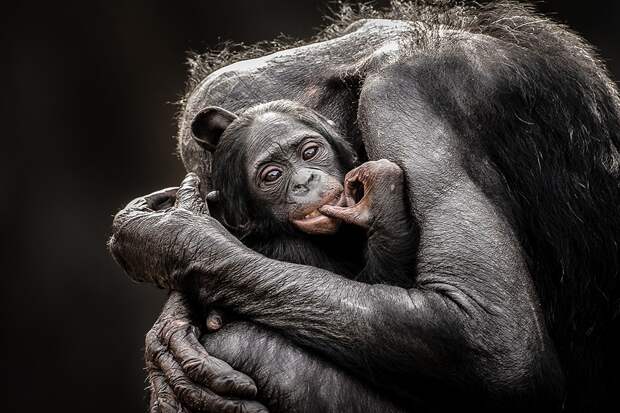 natgeocontest22 natgeocontest22 35 лучших фото животных на фотоконкурсе National Geographic Traveler