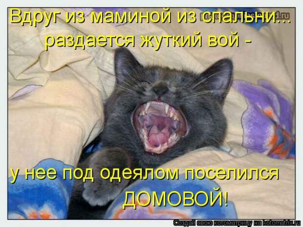 Лучшие котоматрицы недели (50 фото)