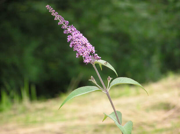 Буддлея узкоколосая(Buddleja stenostachya)