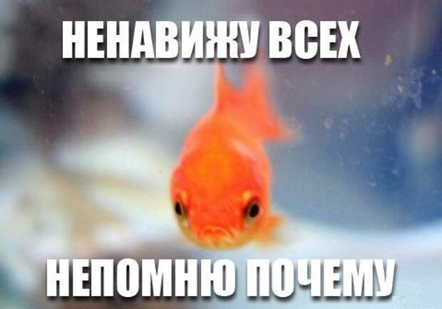 Новогодняя минутка юмора Новогодняя минутка юмора