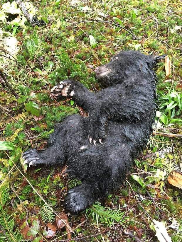 Этот парень рисковал своей жизнью и свободой, чтобы спасти умирающего медвежонка!