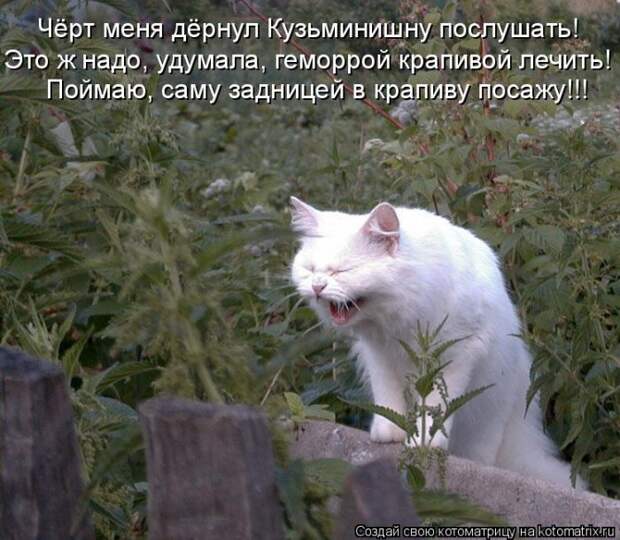 Котоматрицы