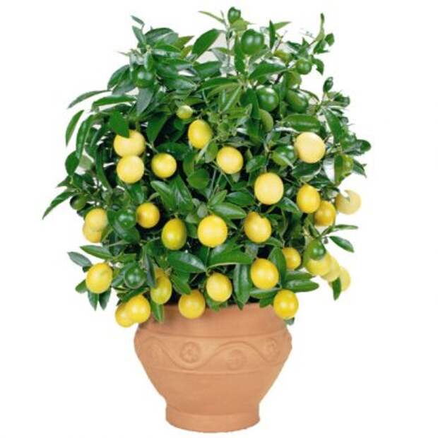 Как вырастить лимон дома 1