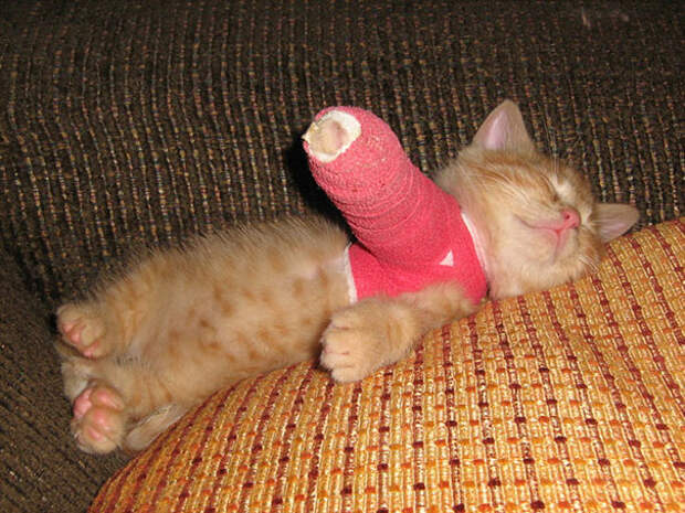 animals-in-tiny-casts-2-5800938e28fb0__605