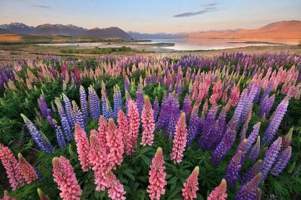 Tekapo09 Tekapo09 Красочное цветение люпинов на озере Текапо