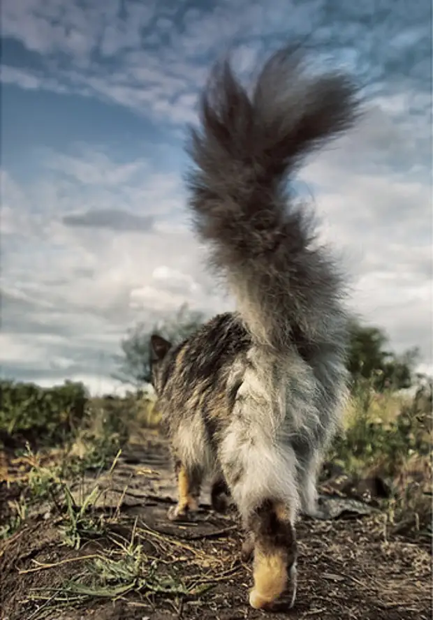 Кошачий хвост. Уходящая кошка. Кот уходит. Кот оглядывается.