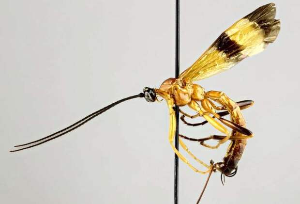 Биологи нашли новые виды насекомых-паразитов, управляющих поведением хозяев