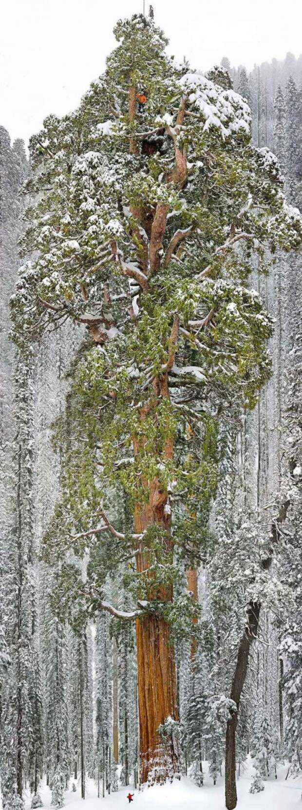 Секвойядендрон гигантский, штат Калифорния. интересное, природа, фото