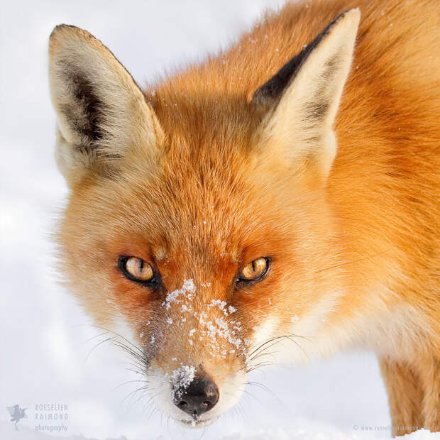 fox-faces-roeselien-raimond-snow