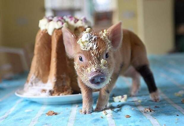 Свинка в тортике