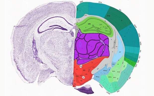 Нейронауки в Science и Nature. Выпуск 208: геномный атлас мозга мыши с замахом на человека