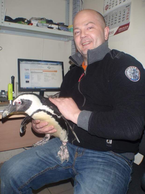Жизнь одинокого пингвина бойцовский пингвин, животные, пингвин ручной, юмор