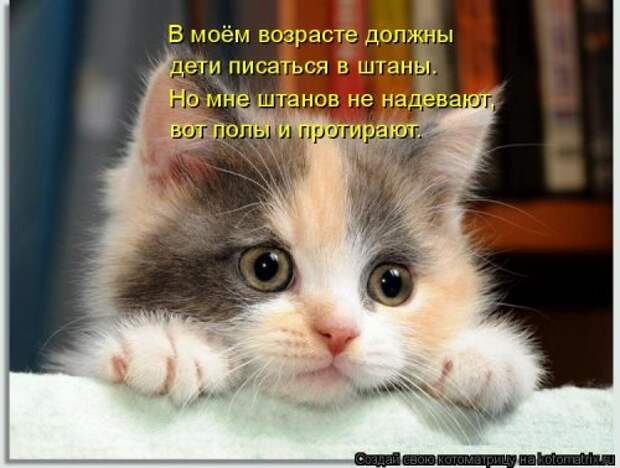 Свежая котоматрица для настроения (28 фото)