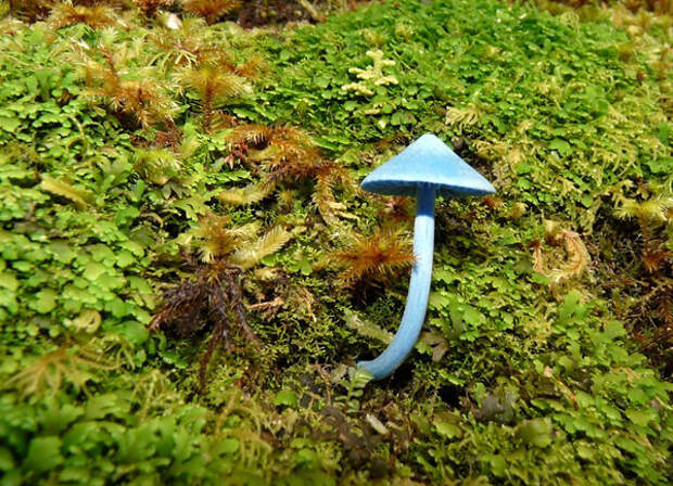 Голубой гриб Entoloma hochstetteri, Индия, фото