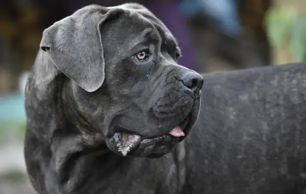 Защитник: огромный пес спас маленькую хозяйку и заставил Сеть вздыхать от умиления