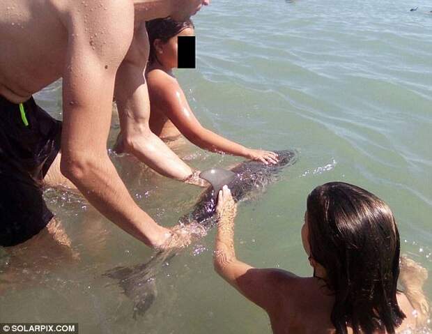A baby dolphin has died off the southern coast of Spain after it became separated from its mother and was found by tourists who took selfies with it instead of calling rescuers (pictured, tourists pose with the stricken animal)