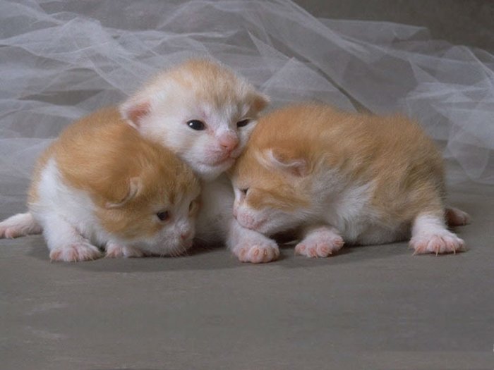 Коты,кошки,котята...