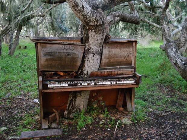 The Old Piano Tree The Old Piano Tree