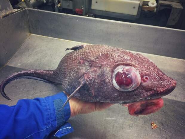 Русский рыбак постит в Твиттере невероятно ужасных глубоководных рыб!