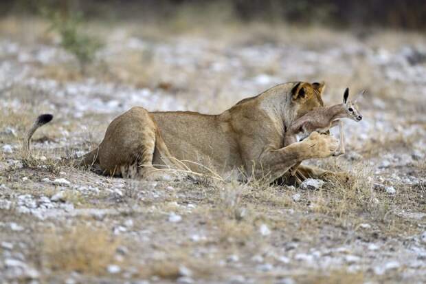 Львица, потерявшая детёнышей, приютила маленькую антилопу антилопа, добро, животные, львица, милота