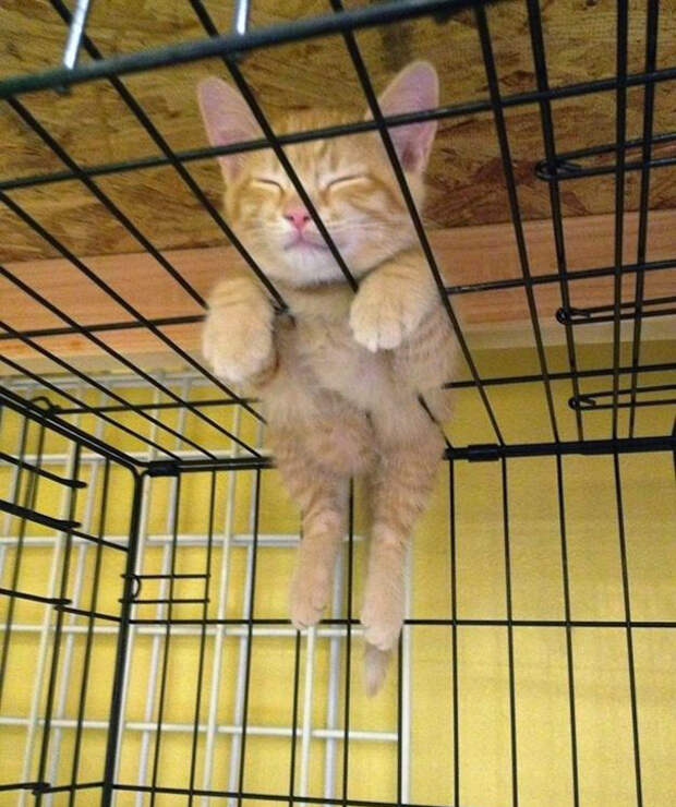 очаровательные спящие котята 