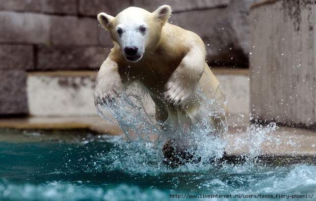 supercoolpics_06_22082012224154 (700x446, 286Kb)