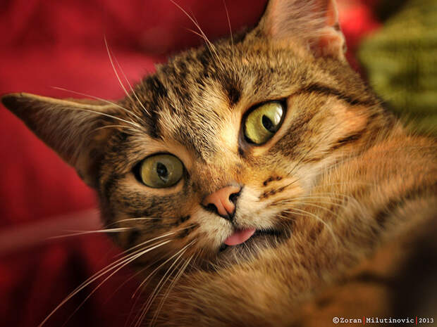 Watching horror movie :) by ZoranPhoto