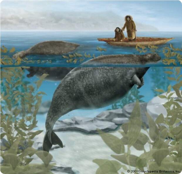 Стеллерова корова (лат.Hydrodamalis gigas) — морская корова или капустница