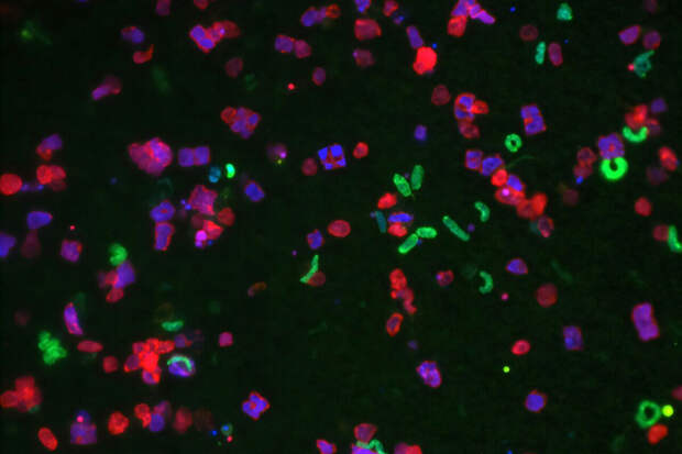 Geology: необычные следы древней жизни обнаружены на глубине океана