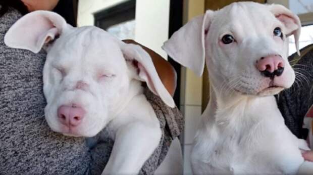 Смышленый щенок стал глазами и ушами для своей слепой и глухой сестрички