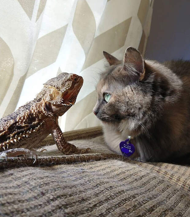Котики и ящерицы, которые смогли стать друзьями