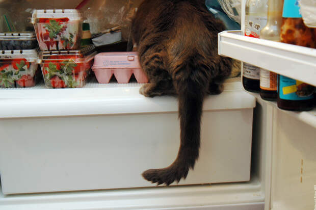 catfridge15 Коты в холодильниках