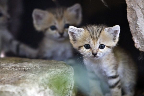 Барханная кошка (Felis margarita)
