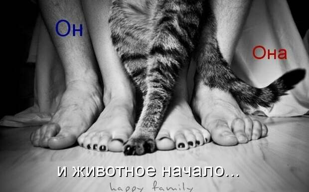 Картинки котяр с смешными надписями (34 фото) картинки, коты, юмор