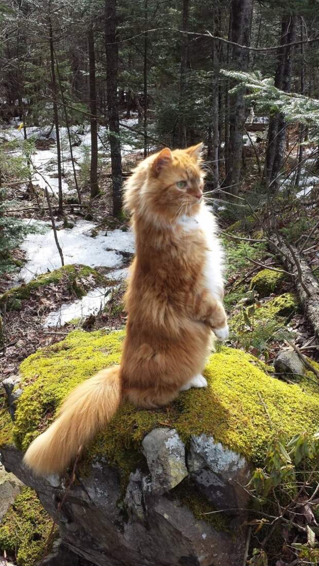 Правила жизни настоящего котэ кот, коты, котэ, кошка, кошки, мимиметр, мимими