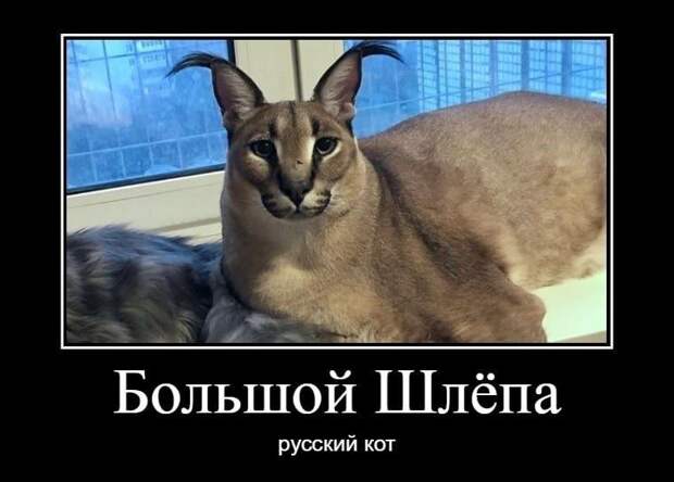Большой шлёпа русский кот