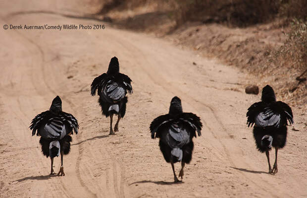 comedy-wildlife-photography-awards-2016-23-57f103c9d7f3e__880