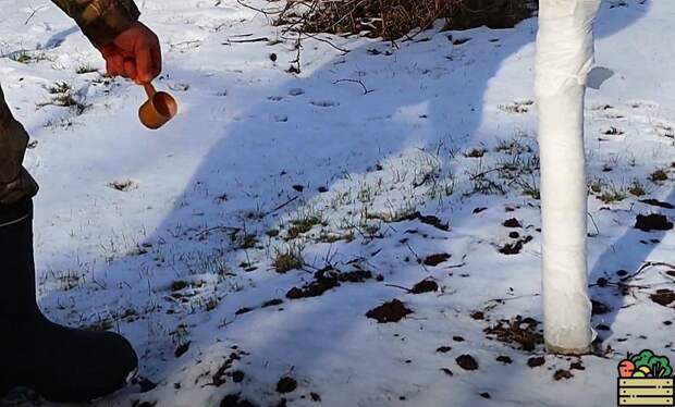 Натуральная подкормка, которую нужно дать в марте прямо по снегу всем плодовым культурам