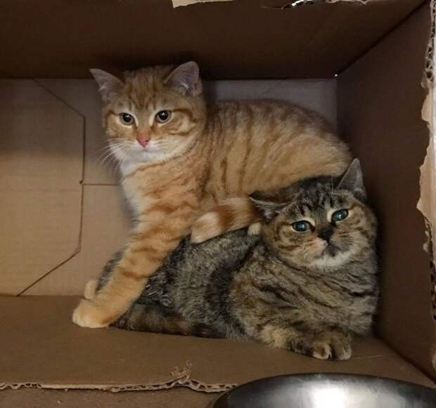 Хромые котята прятались от холода на крыльце женщины Хромые котята прятались от холода на крыльце женщины история история спасения, коты, котята, кошки, помощь животным, спасение животных