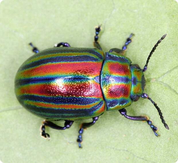 Злаковый листоед (лат. Chrysolina cerealis)