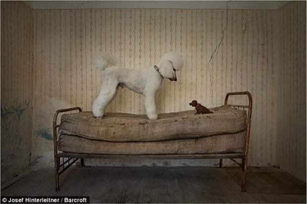 Josef Hinterleitner Австрия собака и ее сородич игрушка животные конкурс фото юмор