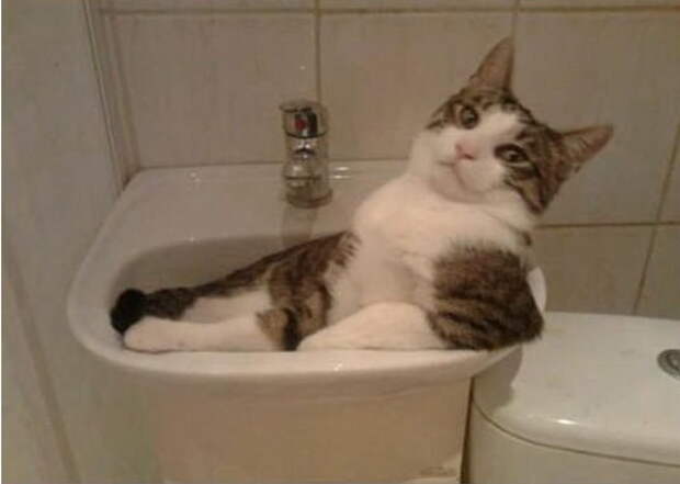 Коты в жидкой форме