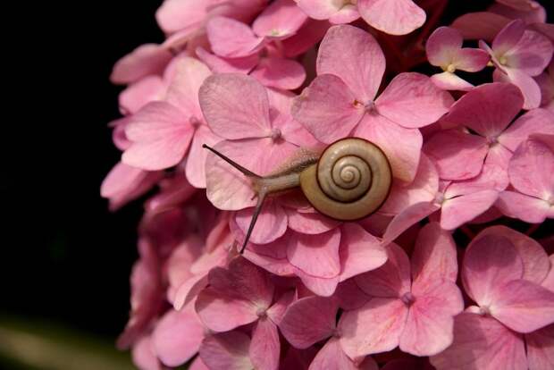 Snail And Pink Flowers Snail And Pink Flowers