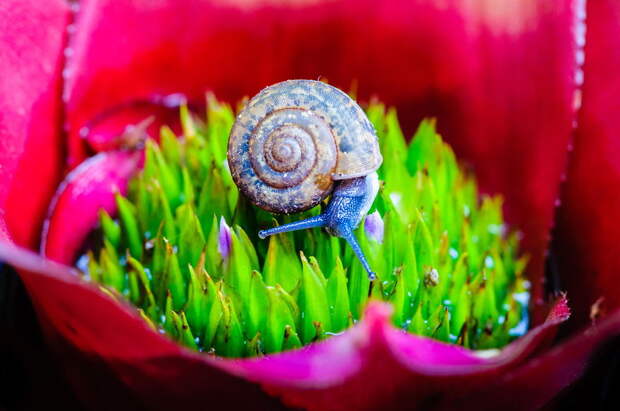 Macro Shot Of A Snail On An Colorful Exotic Plant Macro Shot Of A Snail On An Colorful Exotic Plant