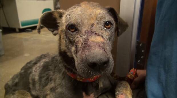 Bethany dog, спасение Бетани, Eldad Hagar, Hope For Paws, бездомные собаки