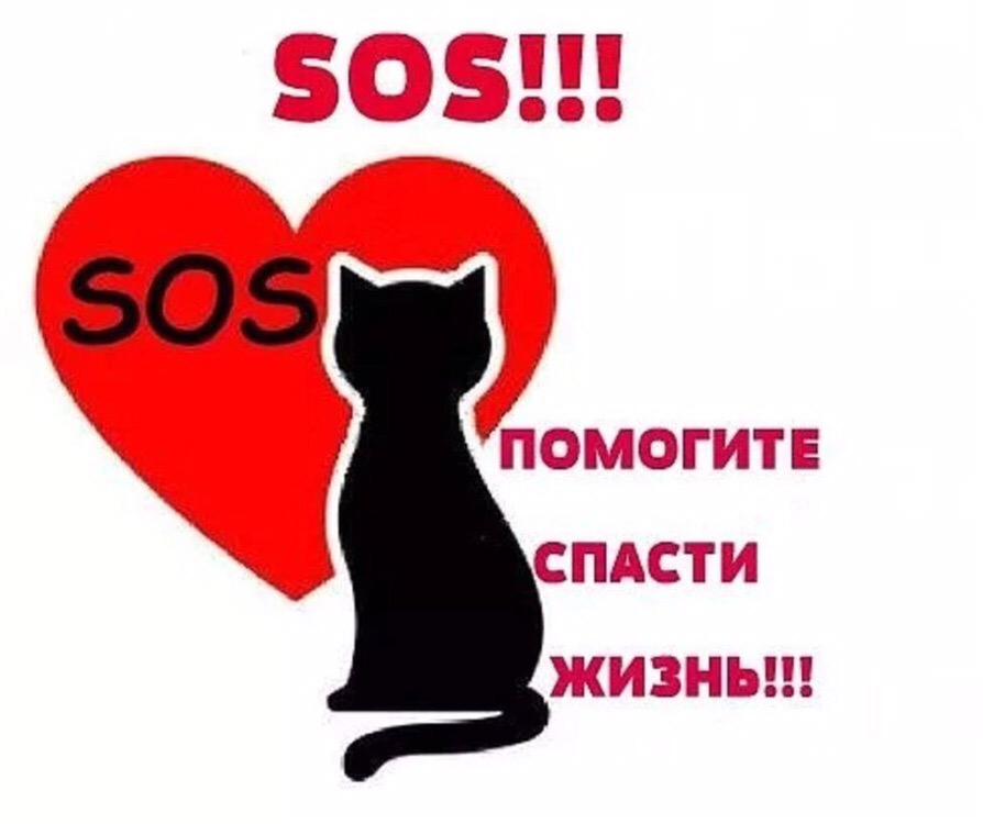 Закончился дачный сезон, все уехали. А там, на опустевших участках остались два рыжих солнышка... Умоляем, возьмите, хотя бы на время!