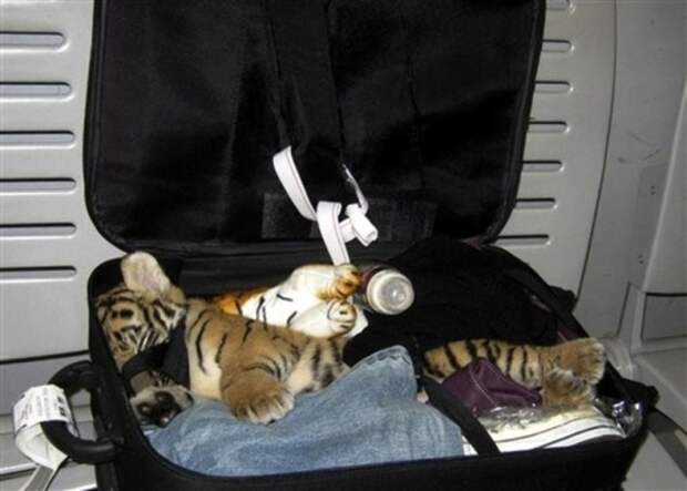4. Контрабанда экзотических животных аэропорт, багаж, путешественники, фото, юмор