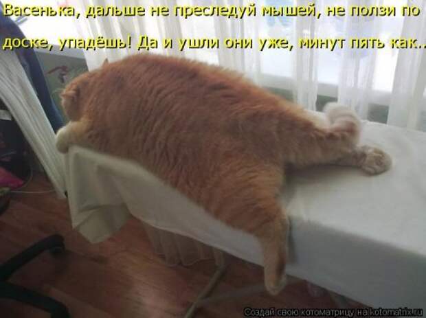 Новая котоматрица для всех (34 фото)