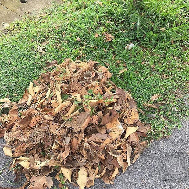 find-hidden-cat-camouflage-hide-and-seek-catouflage-162