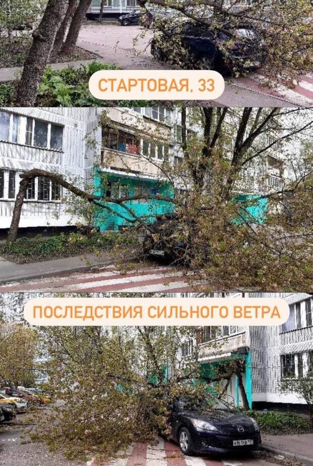 На Стартовой дерево упало на автомобиль